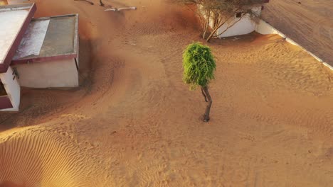 un hermoso árbol verde en medio de la arena del desierto en un pueblo abandonado