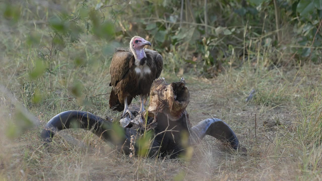 Avvoltoio dal cappuccio si nutre di un teschio di bufalo cafro nella savana del Parco Kruger.