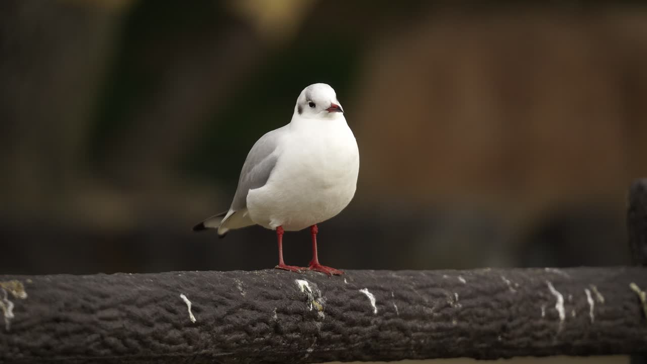 Un gabbiano bianco e paffuto in piedi su una staccionata di legno