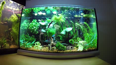 Fish-tank-time-lapse