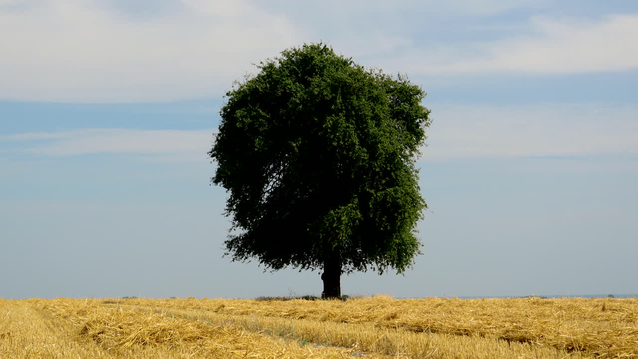 유럽의 열린 들판에 외로운 나무의 시간 경과