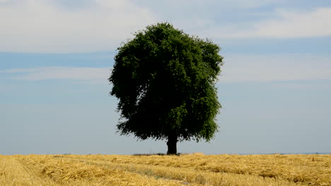 time lapse of lone tree in an open field in europe