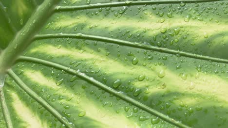 gran hoja verde húmeda, gotas de agua brillan en el sol, de cerca, reflejo del sol después de la lluvia