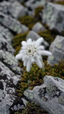 Close-up of a White Edelweiss Flower Blooming in Rocky Mountain Terrain