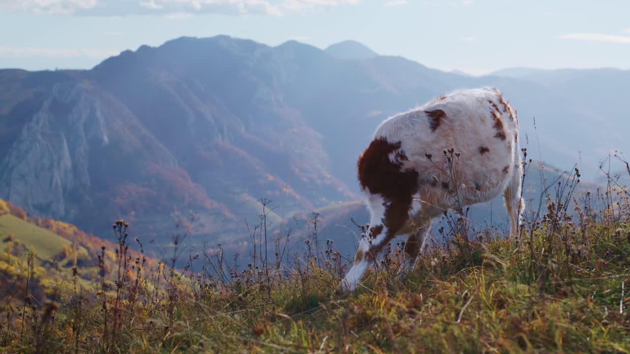 Static medium shot of a young brown and white cow grazing on a grassy hillside. A majestic, hazy mountain range with autumn foliage fills the background
