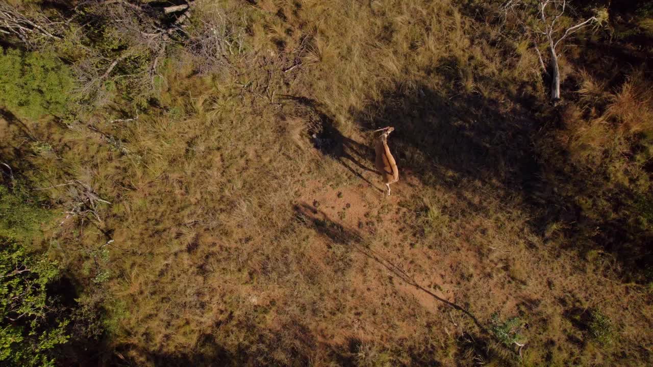 아프리카 사바나 초원에서 풀을 뜯는 야생 영양 영양