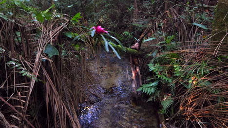 stream in lush cloud forest