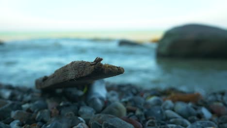 driftwood at stony beach in slow motion