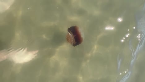 liberando una medusa bala de cañón salvaje en la naturaleza en avon, carolina del norte vertical