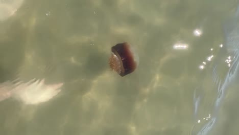 releasing a wild cannonball jellyfish into the wild in avon, north carolina vertical