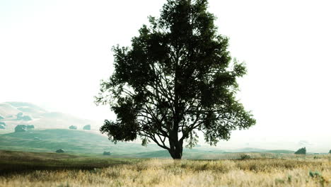 iconic oak tree casts a long shadow into a golden hill