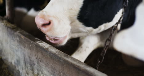 Cow-Eating-Hay-In-Farm-Barn-Agriculture-Dairy-Cows-In-Agricultural-Farm-Barn-