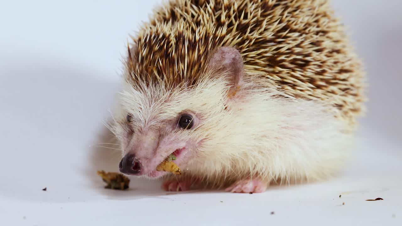 Ein Igel als Haustier frisst einen Mehlwurm vor einem weißen Hintergrund in einer hellen Studioumgebung