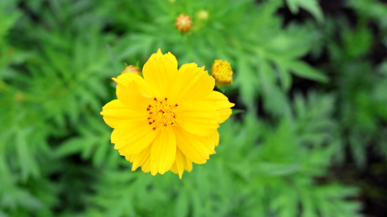 Fiore giallo che si apre nel tempo