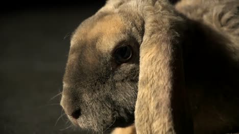 extreme close up grey lop rabbits face twitching his nose on a black studio background