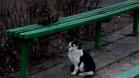 cat on bench in public park