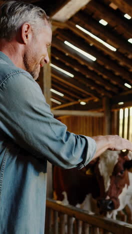 farmer interacting with cows in a barn