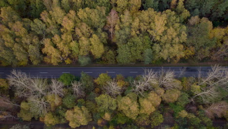 aerial view of a road slicing through a dense autumn forest with varied hues of yellow and green