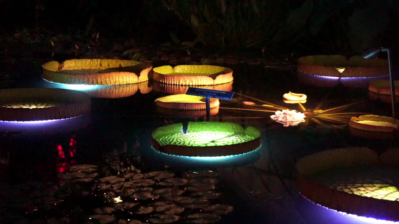 Giant lily pads with color-changing underwater lighting