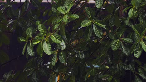 footage of a large green bush moving in the wind and the raindrops falling from the leaves during a rain storm