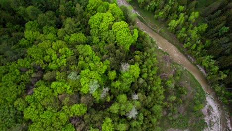 Fast-overhead-sweeping-drone-shot-of-forested-landscape-with-winding-riverbed