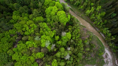 disparo rápido de un dron de barrido aéreo de un paisaje boscoso con un lecho de río sinuoso