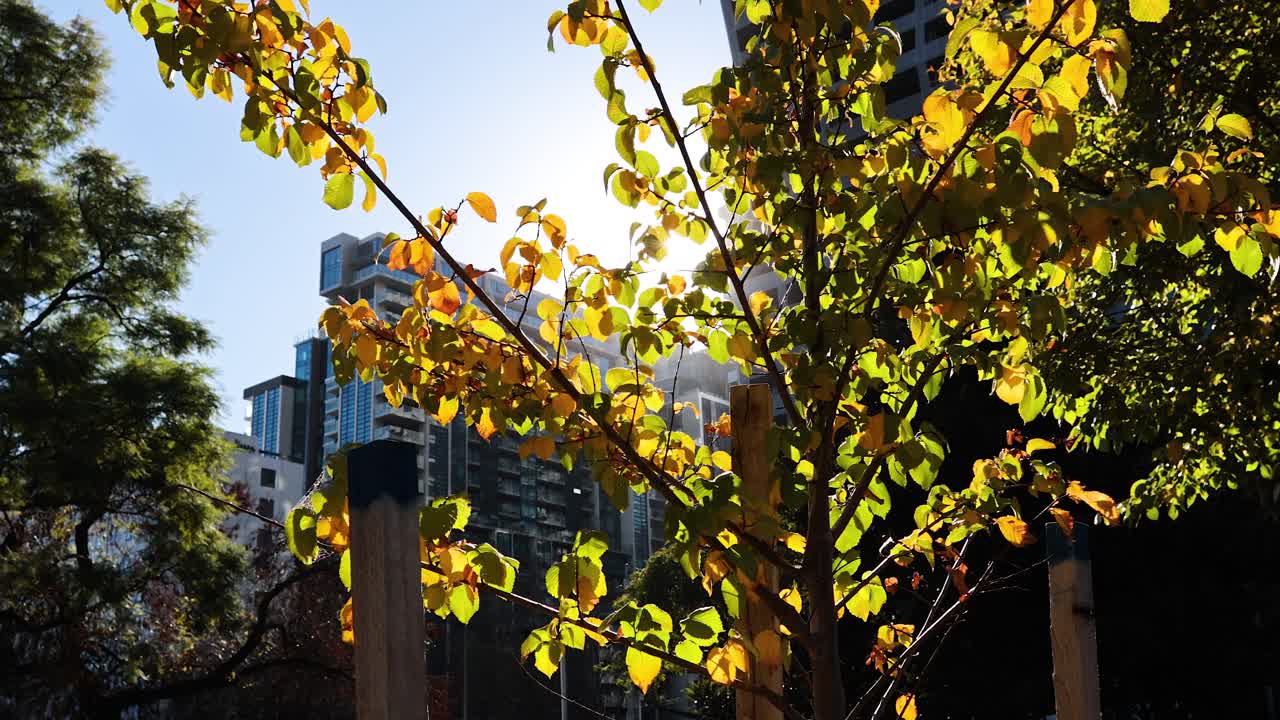 멜버른 의 나무 잎 을 통과 하는 빛