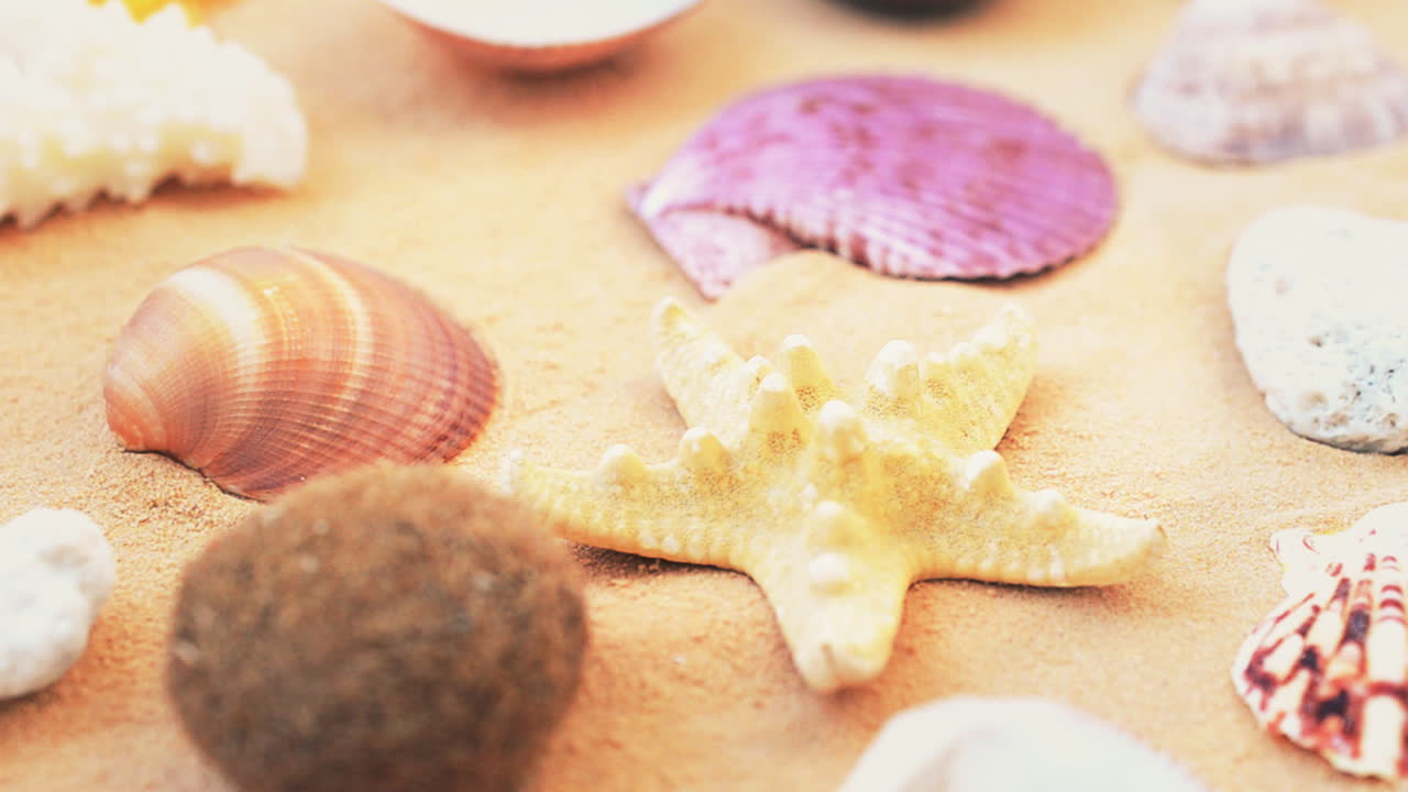 Cockleshells on sand on white background. Shooting with conducting