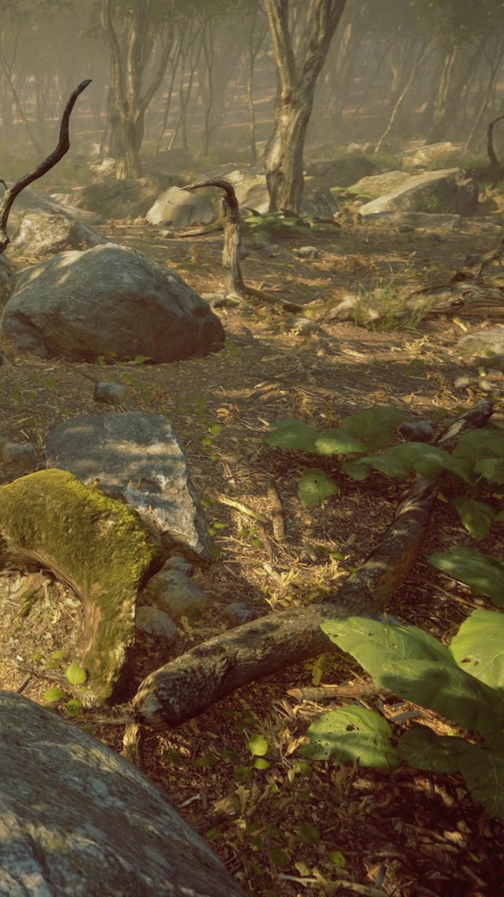 Rocky forest floor with fallen branches and green plants in morning light