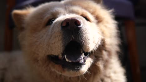 close-up of a chow chow dog