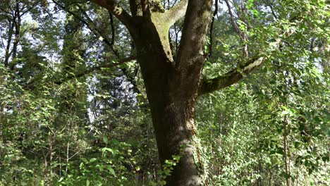 árbol de arce con muchas ramas y lleno de hojas verdes en el bosque rodeado de abedules y otras plantas silvestres, tiro lento hacia arriba