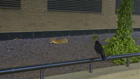crow and fox in urban environment