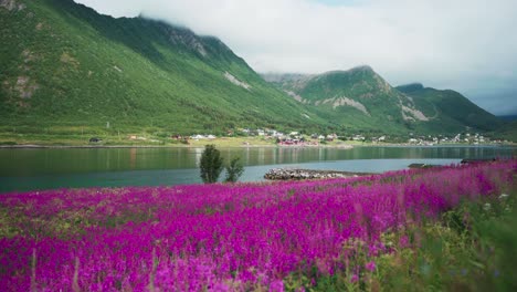 Campos-De-Flores-Rosadas-De-Primavera-Cerca-De-La-Aldea-De-Medby-En-El-Condado-De-Troms-Y-Finnmark,-Senja,-Noruega