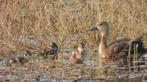 whistling duck - chicks - water