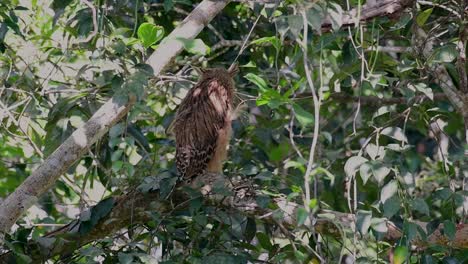 the buffy fish owl is a big owl and yet the smallest among the four fish owls