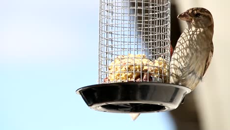 Two-Eurasian-tree-sparrow-balancing-in-the-feeding-cage