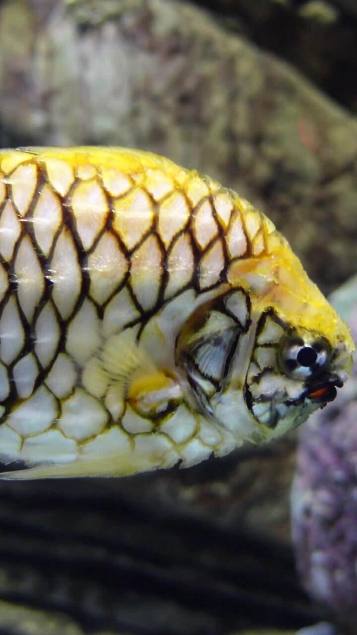 Aquarium Fish Tank - Coral Reef