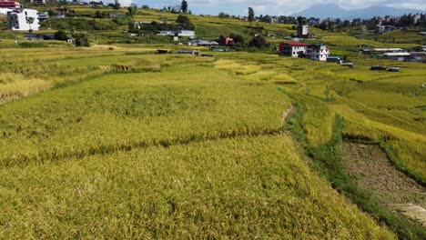 Volando-Bajo-Sobre-Las-Terrazas-De-Arroz-Amarillo-En-Las-Zonas-Rurales-De-Nepal