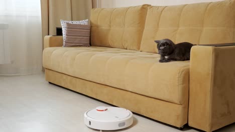 el gato gracioso mira al robot limpiador aspirando el piso por el sofá