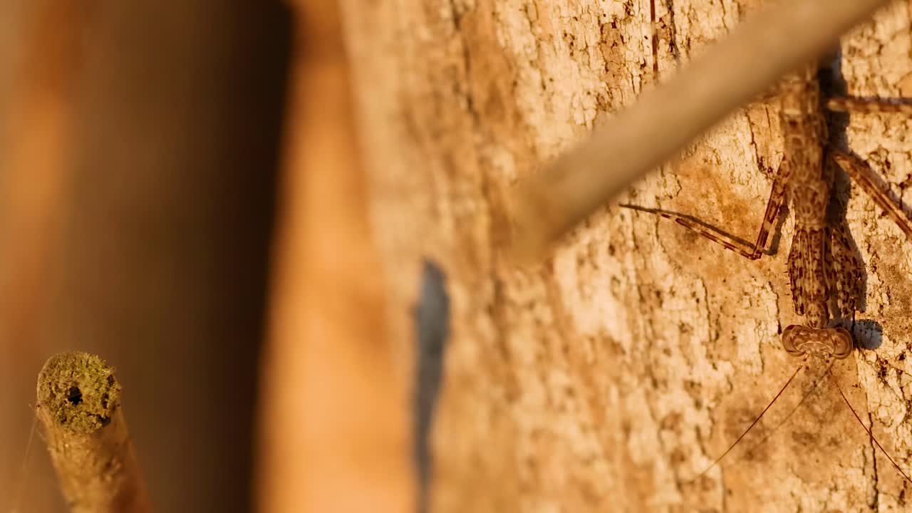 Mantide religiosa sulla corteccia di un albero