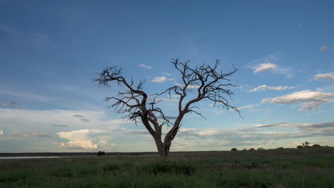 spettacolare timelapse di albero morto con cieli colorati che cambiano colori sullo sfondo nella riserva di caccia di kalahari centrale, botswana