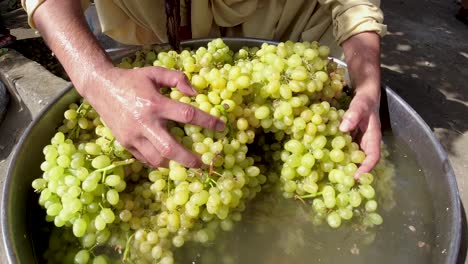 freshening grapes