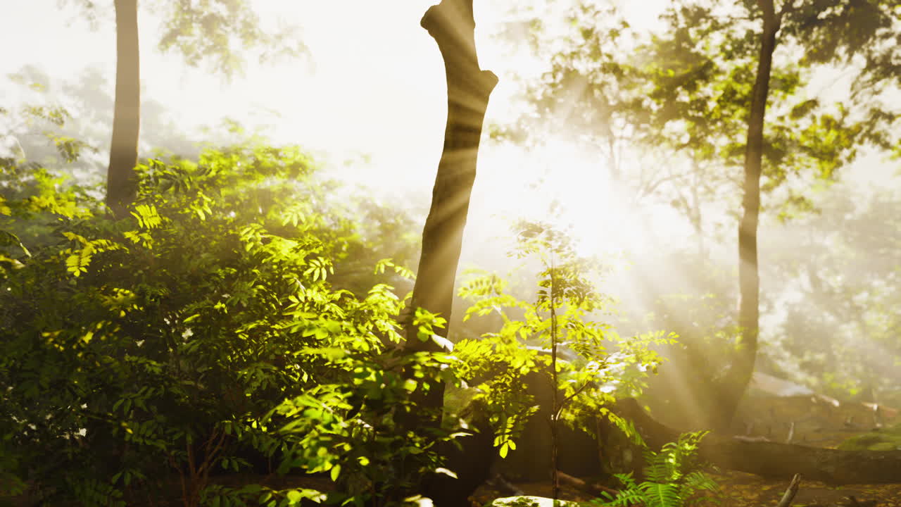 안개 숲 속 의 빛