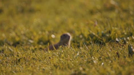 curious european ground squirrel stares at camera, close up shot