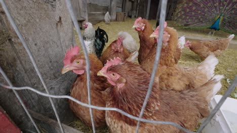 chickens in fenced enclosure at petting zoo farm