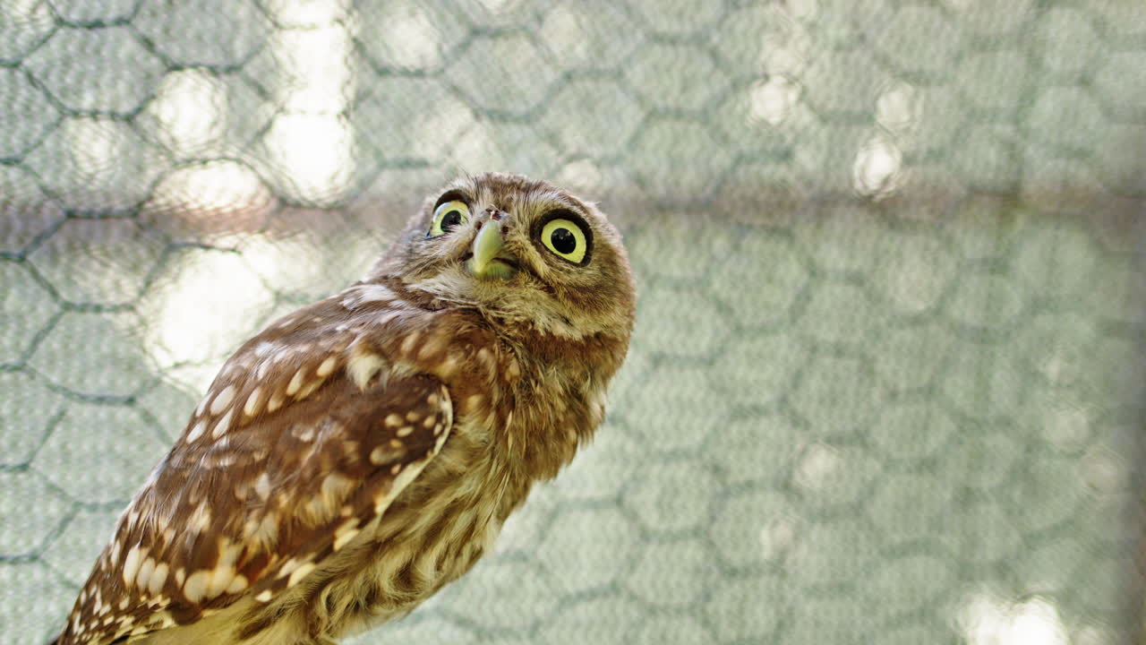 любопытная маленькая сова