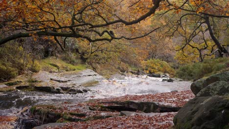 a serene scene in the autumn and winter woods, a gentle stream by the riverbank, golden oak trees shedding bronze leaves