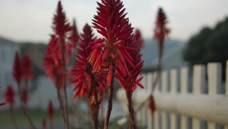inclinación lenta hacia arriba junto a la valla de hermosas plantas de aloe vera en flor
