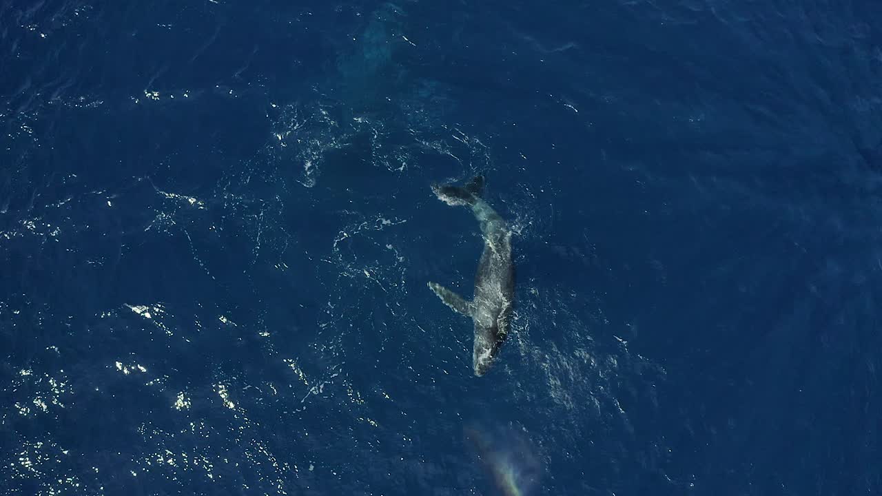 Large humpback whale rolls in water slapping and releasing air from spout