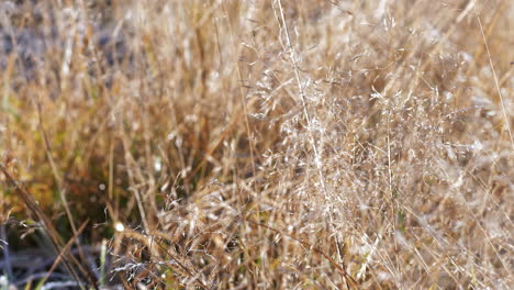 dry wild grass in scandinavian mountains, scandes